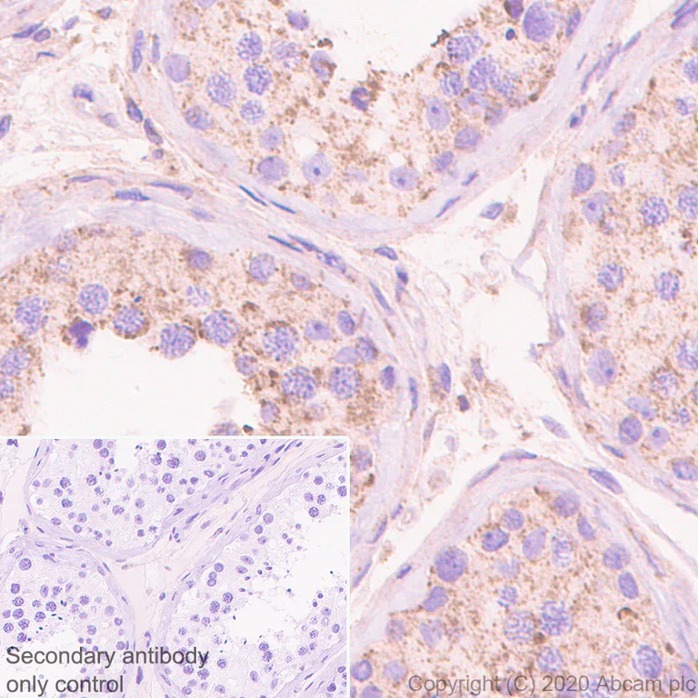 Immunohistochemistry (Formalin/PFA-fixed paraffin-embedded sections) - Anti-Neurturin antibody [EPR23301-10] - BSA and Azide free (AB274426)