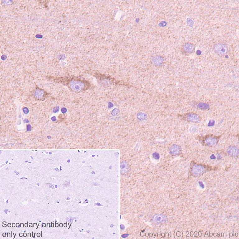 Immunohistochemistry (Formalin/PFA-fixed paraffin-embedded sections) - Anti-Neurturin antibody [EPR23301-10] - BSA and Azide free (AB274426)