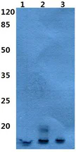 Western blot - Anti-Neutrophil defensin 4 antibody - N-terminal (AB192765)
