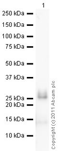 Western blot - Anti-Neutrophil Elastase antibody (AB68672), expandable thumbnail