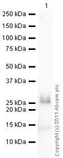 Western blot - Anti-Neutrophil Elastase antibody (AB68672)