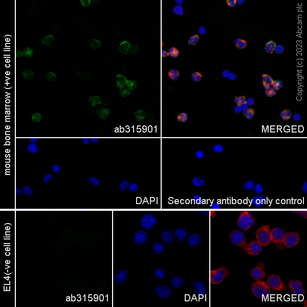 Immunocytochemistry/ Immunofluorescence - Anti-Neutrophil Elastase antibody [EPR28386-175] (AB315901), expandable thumbnail
