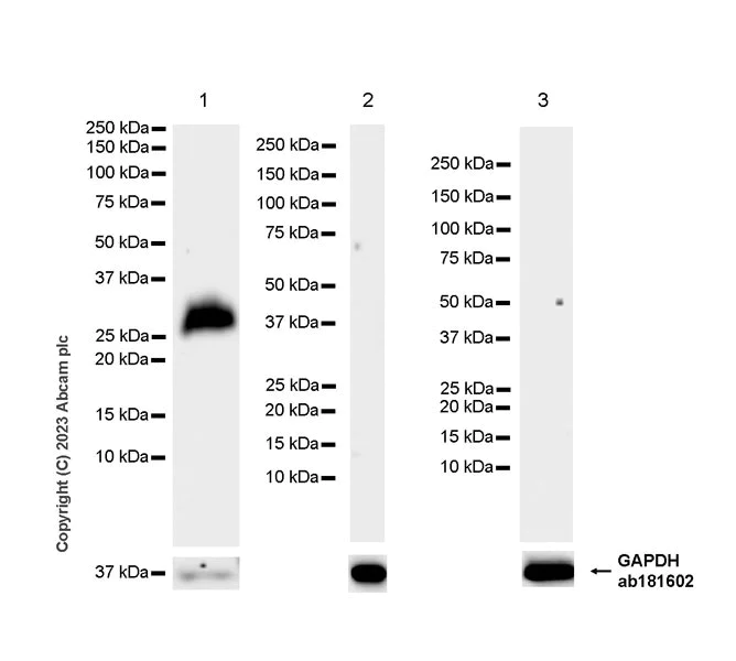 Western blot - Anti-Neutrophil Elastase antibody [EPR28386-66] (AB310335)
