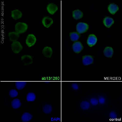 Immunocytochemistry/ Immunofluorescence - Anti-Neutrophil Elastase antibody [EPR7479] (AB131260), expandable thumbnail