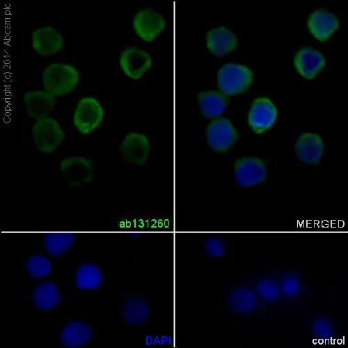 Immunocytochemistry/ Immunofluorescence - Anti-Neutrophil Elastase antibody [EPR7479] (AB131260)