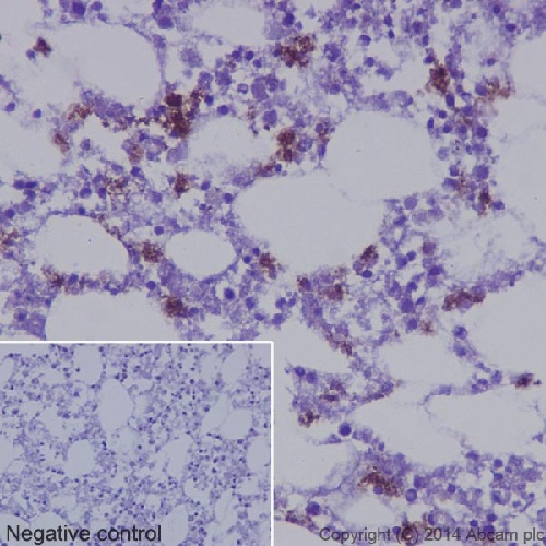 Immunohistochemistry (Formalin/PFA-fixed paraffin-embedded sections) - Anti-Neutrophil Elastase antibody [EPR7479] (AB131260), expandable thumbnail