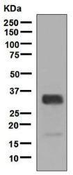 Western blot - Anti-Neutrophil Elastase antibody [EPR7479] (ab131260), expandable thumbnail