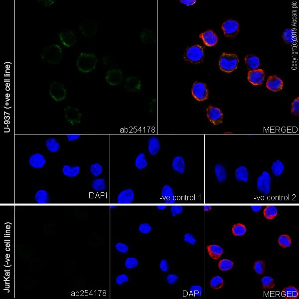 Immunocytochemistry/ Immunofluorescence - Anti-Neutrophil Elastase antibody [NP57] - BSA and Azide free (AB255935)