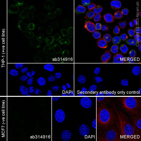 Immunocytochemistry/ Immunofluorescence - Anti-Neutrophil Elastase antibody [RM1077] - BSA and Azide free (AB314917)