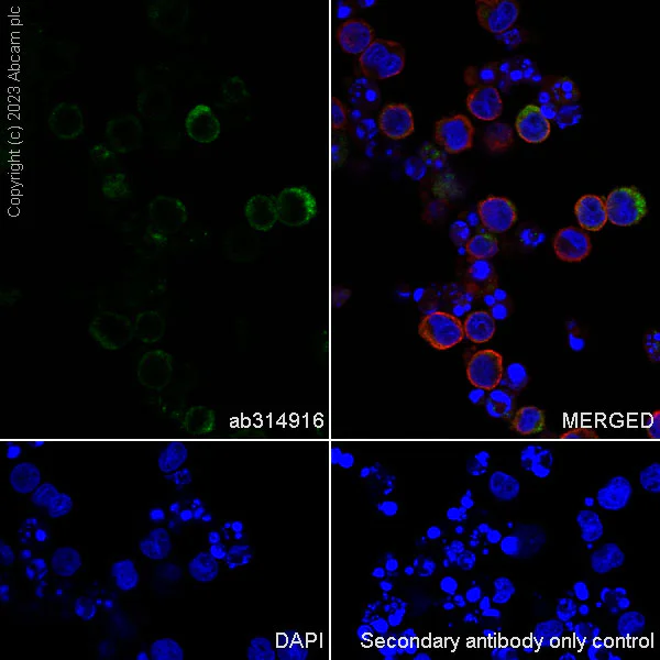 Immunocytochemistry/ Immunofluorescence - Anti-Neutrophil Elastase antibody [RM1077] - BSA and Azide free (AB314917)