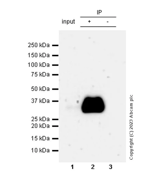 Immunoprecipitation - Anti-Neutrophil Elastase antibody [RM1077] - BSA and Azide free (AB314917)