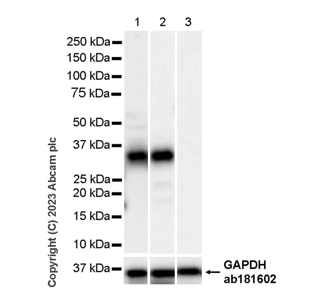 Western blot - Anti-Neutrophil Elastase antibody [RM1077] - BSA and Azide free (AB314917)