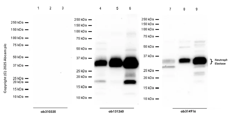 Western blot - Anti-Neutrophil Elastase antibody [RM1077] - BSA and Azide free (AB314917)