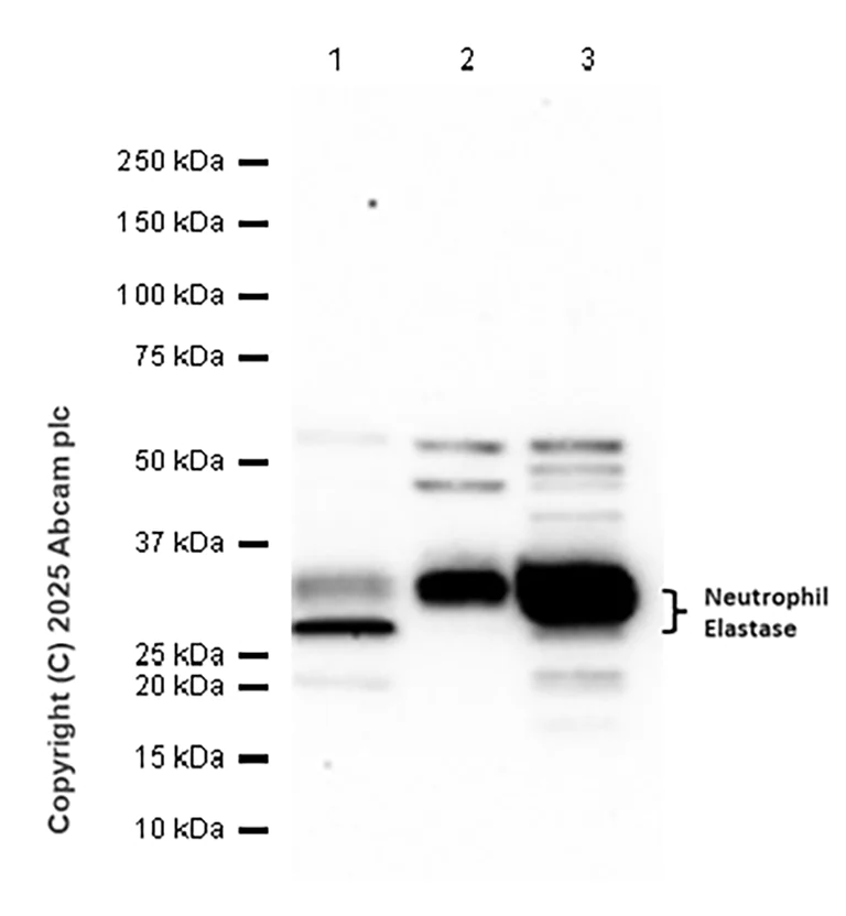Western blot - Anti-Neutrophil Elastase antibody [SP203] (AB183342)