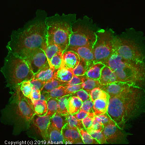 Immunocytochemistry/ Immunofluorescence - Neutrophil Marker (CD11b, CD16, CD32, CD44, CD55) Antibody Panel - Human (AB254016)