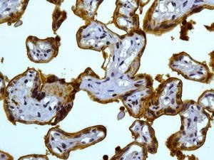 Immunohistochemistry (Formalin/PFA-fixed paraffin-embedded sections) - Neutrophil Marker (CD11b, CD16, CD32, CD44, CD55) Antibody Panel - Human (AB254016)
