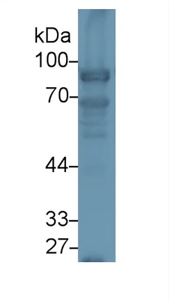 Western blot - Anti-Nexilin/F-actin-binding protein antibody (AB233235)