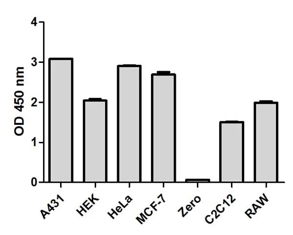 Sandwich ELISA - NF kappaB p65 ELISA Kit (AB176648)