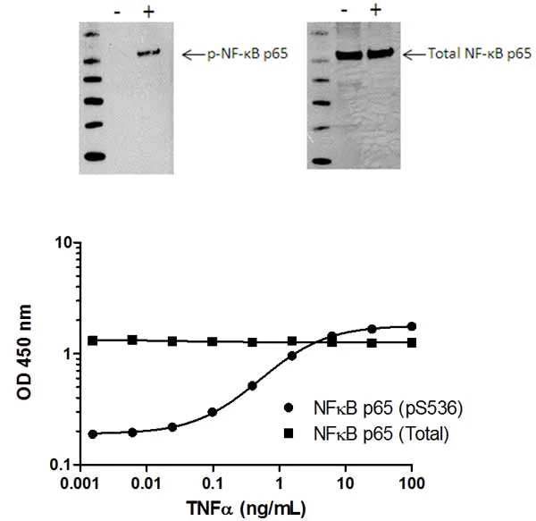 Sandwich ELISA - NF kappaB p65 ELISA Kit (AB176648)