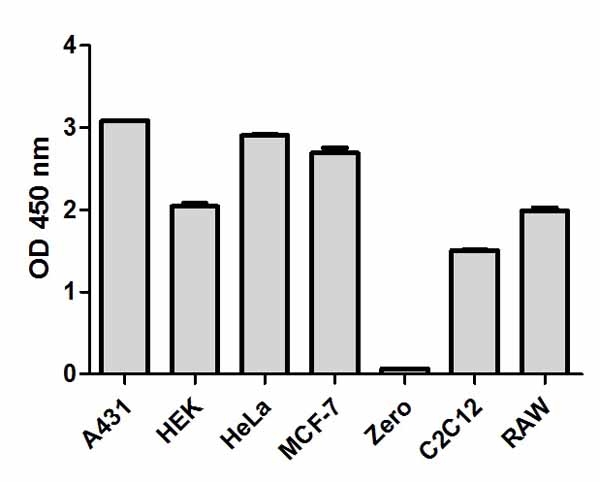 Sandwich ELISA - NF kappaB p65 (pS536 + Total) ELISA Kit (AB176663), expandable thumbnail