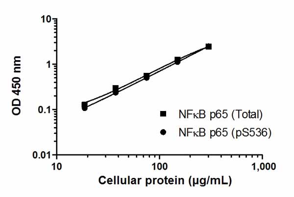 Sandwich ELISA - NF kappaB p65 (pS536 + Total) ELISA Kit (AB176663), expandable thumbnail