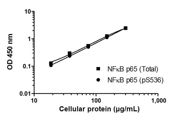 Sandwich ELISA - NF kappaB p65 (pS536 + Total) ELISA Kit (AB176663)