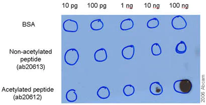 Dot Blot - Anti-NF-kB p65 (acetyl K310) antibody (AB19870)