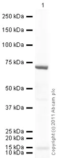 Western blot - Anti-NF-kB p65 (acetyl K310) antibody (AB19870)