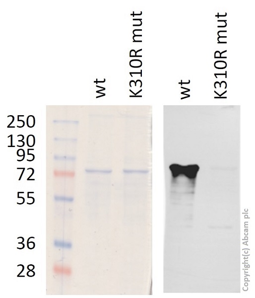 Western blot - Anti-NF-kB p65 (acetyl K310) antibody (AB19870), expandable thumbnail