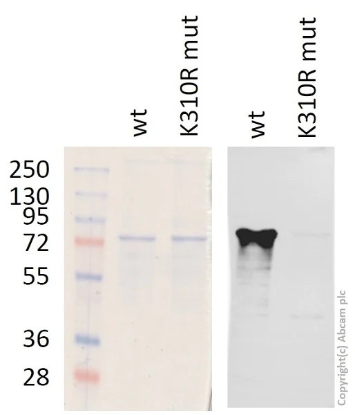 Western blot - Anti-NF-kB p65 (acetyl K310) antibody (AB19870)