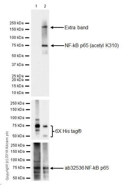 Western blot - Anti-NF-kB p65 (acetyl K310) antibody [EPR21781] - BSA and Azide free (AB237591), expandable thumbnail