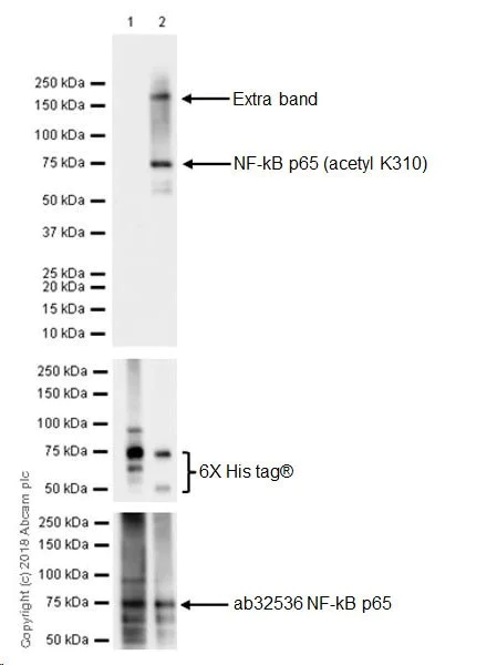 Western blot - Anti-NF-kB p65 (acetyl K310) antibody [EPR21781] - BSA and Azide free (AB237591)