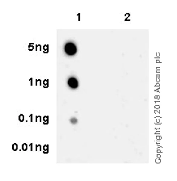 Dot Blot - Anti-NF-kB p65 (acetyl K310) antibody [EPR21781] - ChIP Grade (AB218533)