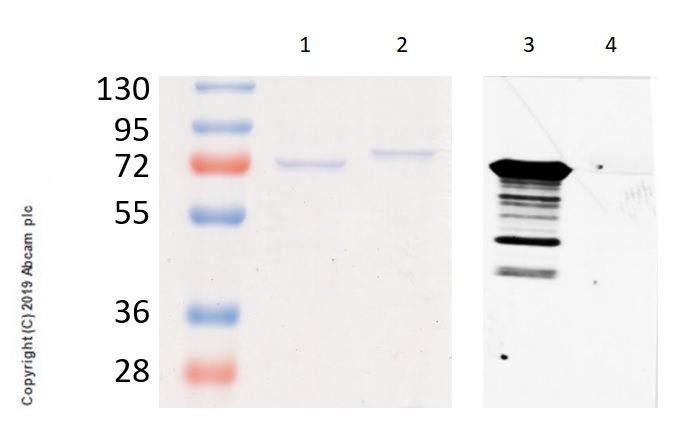 Western blot - Anti-NF-kB p65 (acetyl K310) antibody [EPR21781] - ChIP Grade (AB218533), expandable thumbnail