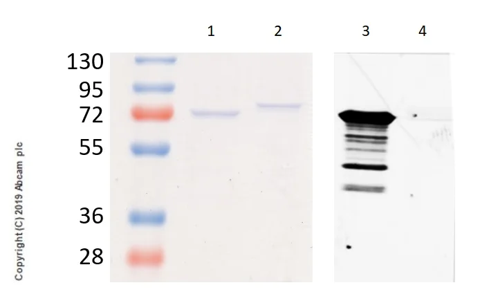 Western blot - Anti-NF-kB p65 (acetyl K310) antibody [EPR21781] - ChIP Grade (AB218533)