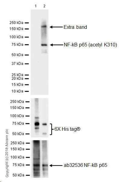 Western blot - Anti-NF-kB p65 (acetyl K310) antibody [EPR21781] - ChIP Grade (AB218533)