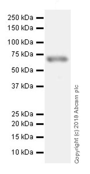 Western blot - Anti-NF-kB p65 (acetyl K310) antibody [EPR21781] - ChIP Grade (AB218533), expandable thumbnail