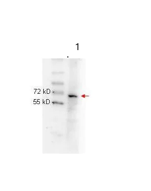 Western blot - Anti-NF-kB p65 antibody [27F9.G4] (AB288751)