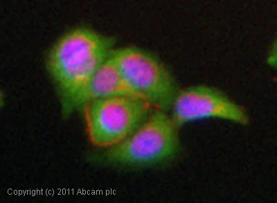 Immunocytochemistry/ Immunofluorescence - Anti-NF-kB p65 antibody (AB16502)