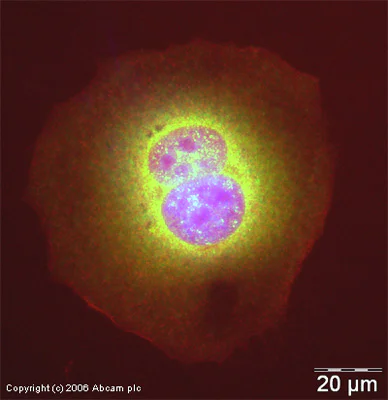 Immunocytochemistry/ Immunofluorescence - Anti-NF-kB p65 antibody (AB16502)