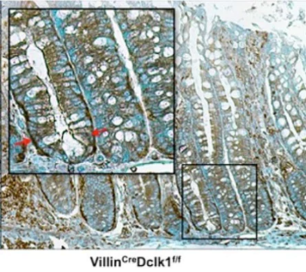Immunohistochemistry (Formalin/PFA-fixed paraffin-embedded sections) - Anti-NF-kB p65 antibody (AB16502)