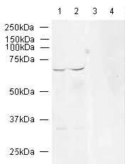 Western blot - Anti-NF-kB p65 antibody (AB16502)