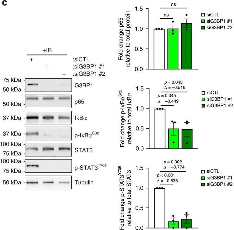 Western blot - Anti-NF-kB p65 antibody (AB16502)