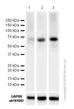 Western blot - Anti-NF-kB p65 antibody (AB16502)