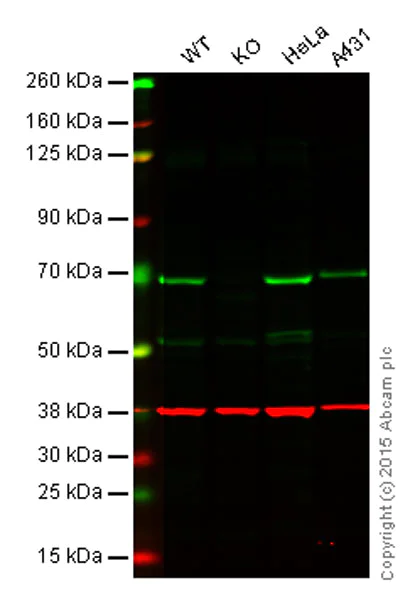 Western blot - Anti-NF-kB p65 antibody (AB16502)