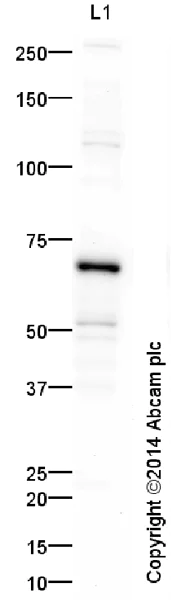 Western blot - Anti-NF-kB p65 antibody (AB16502)