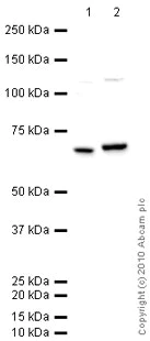 Western blot - Anti-NF-kB p65 antibody (AB16502)