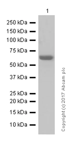 Western blot - Anti-NF-kB p65 antibody [E379] (AB32536)