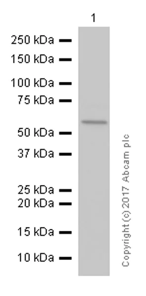 Western blot - Anti-NF-kB p65 antibody [E379] (AB32536)