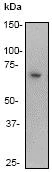 Western blot - Anti-NF-kB p65 antibody [E379] (AB32536)